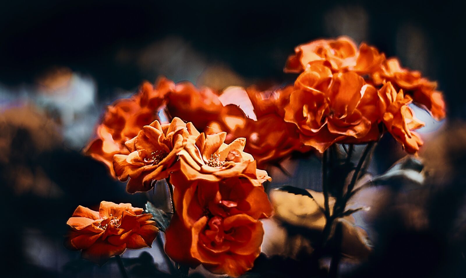 Nikon D7200 sample photo. Flower, nature, plant photography