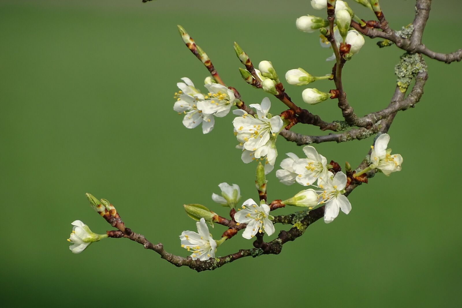 Sony Cyber-shot DSC-HX400V sample photo. Flowering twig, spring, bud photography