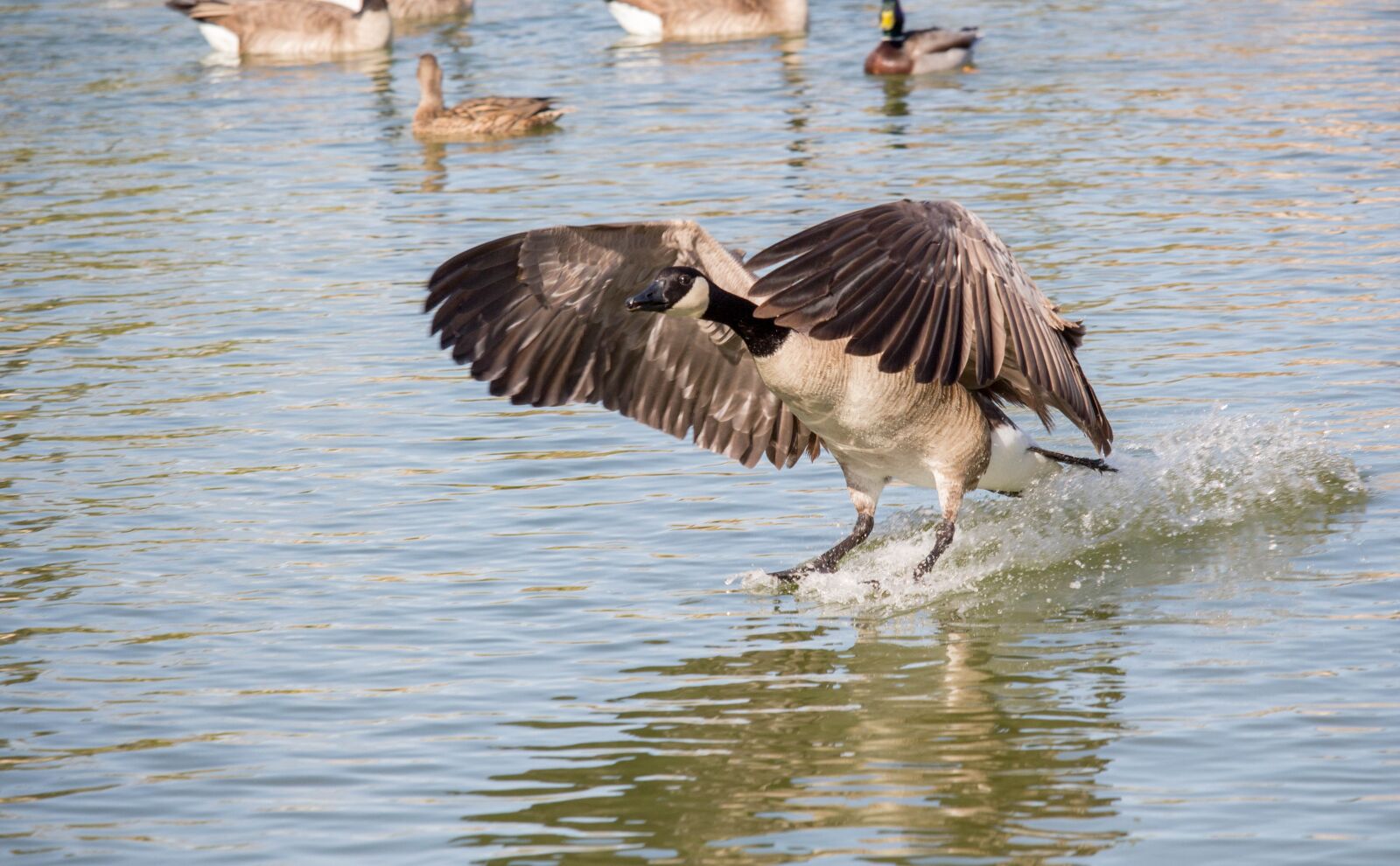 Canon EOS 700D (EOS Rebel T5i / EOS Kiss X7i) sample photo. Bird, wildlife, water photography