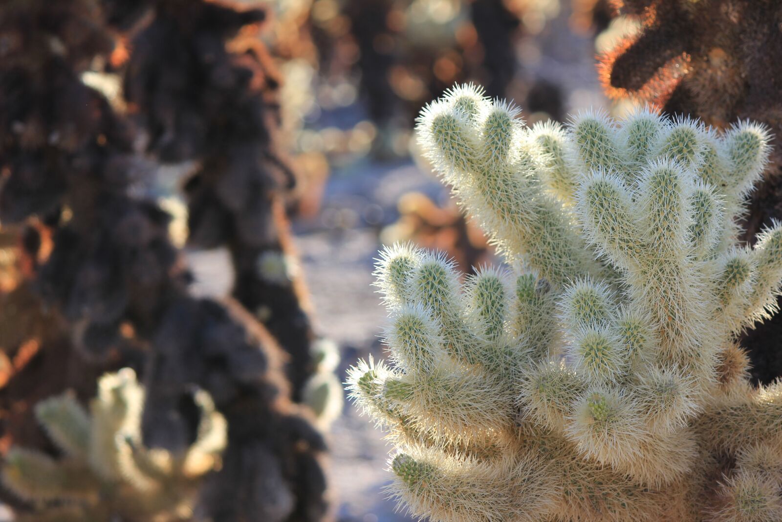 Canon EOS 550D (EOS Rebel T2i / EOS Kiss X4) sample photo. California, nature, cactus photography
