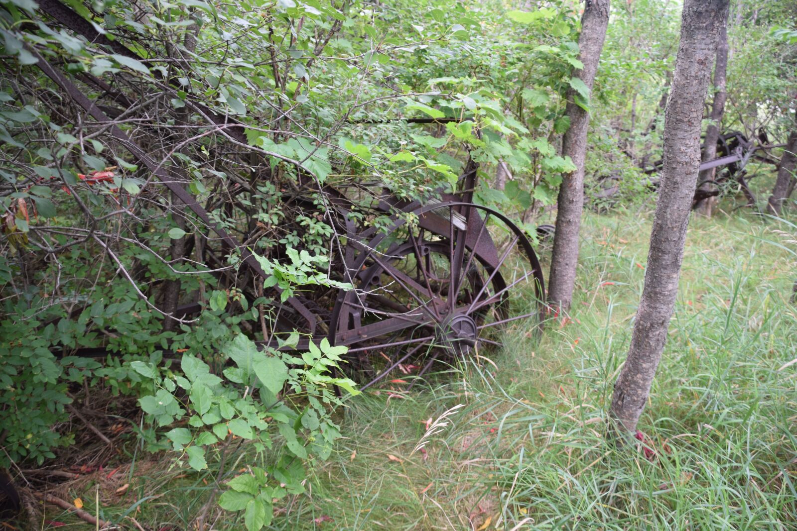Nikon D5300 sample photo. Abandoned equipment, horse drawn photography