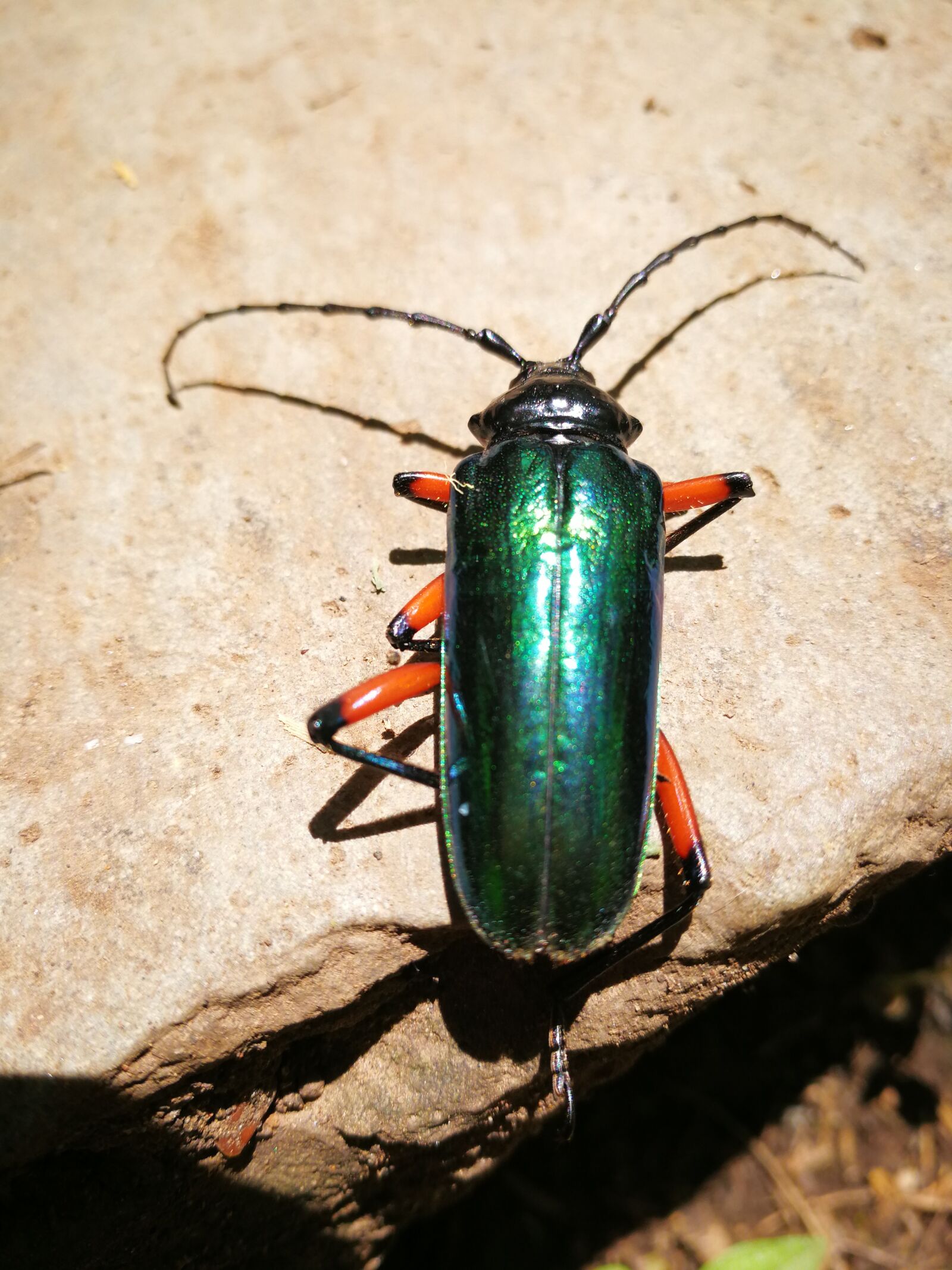 HUAWEI Mate 9 sample photo. Insect, beetle, bugs photography
