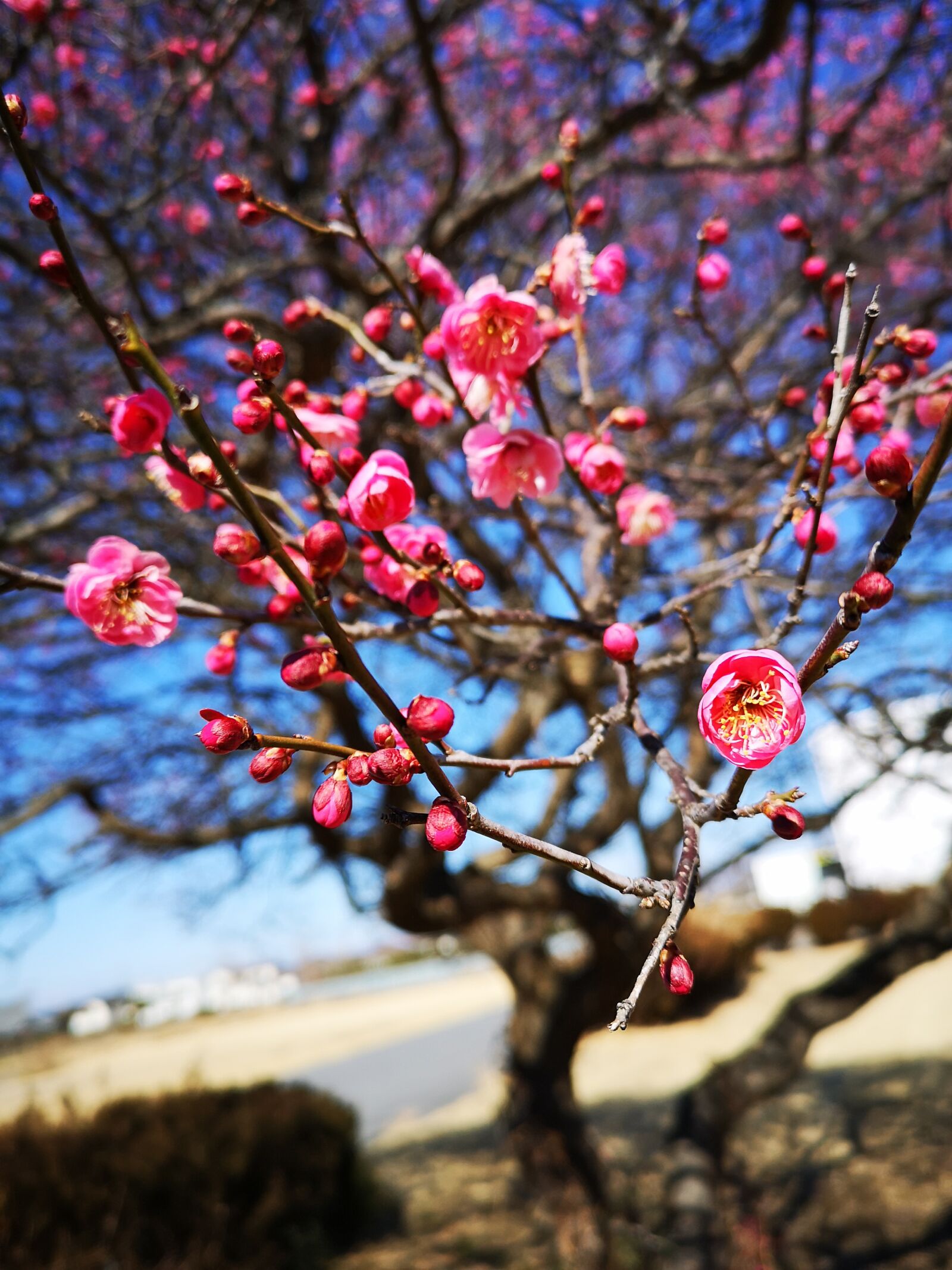 HUAWEI CLT-L29 sample photo