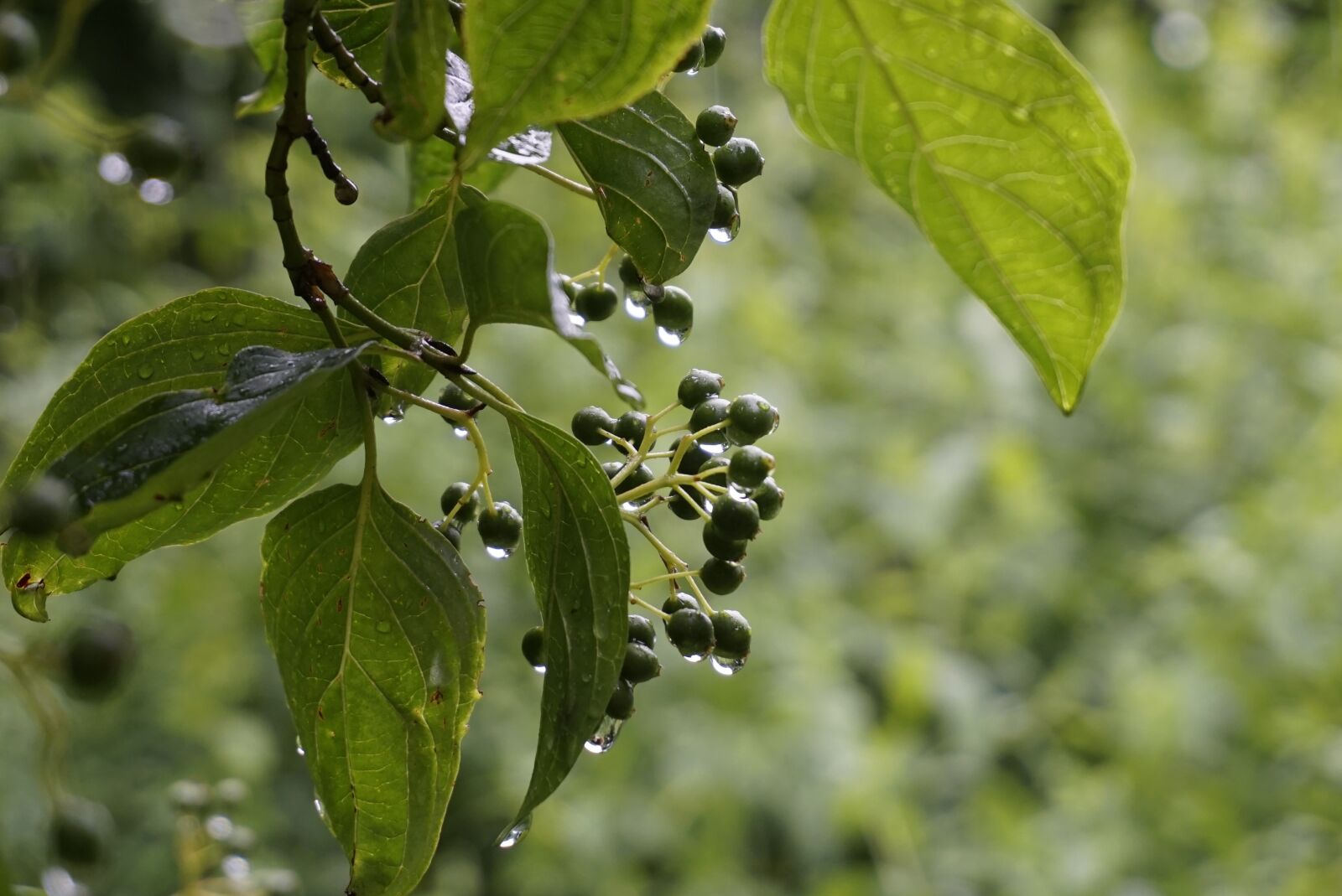 Sony a6000 sample photo. Leaves, wet, rain photography