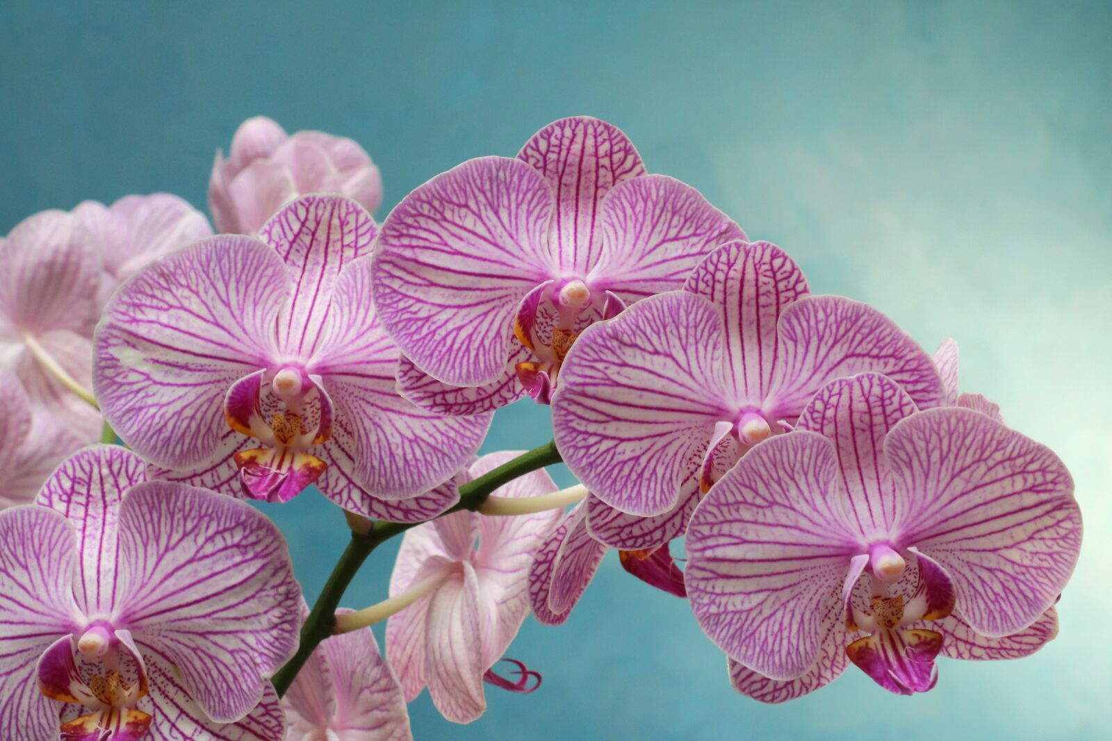 Canon EOS 750D (EOS Rebel T6i / EOS Kiss X8i) sample photo. Orchid, purple, flower photography