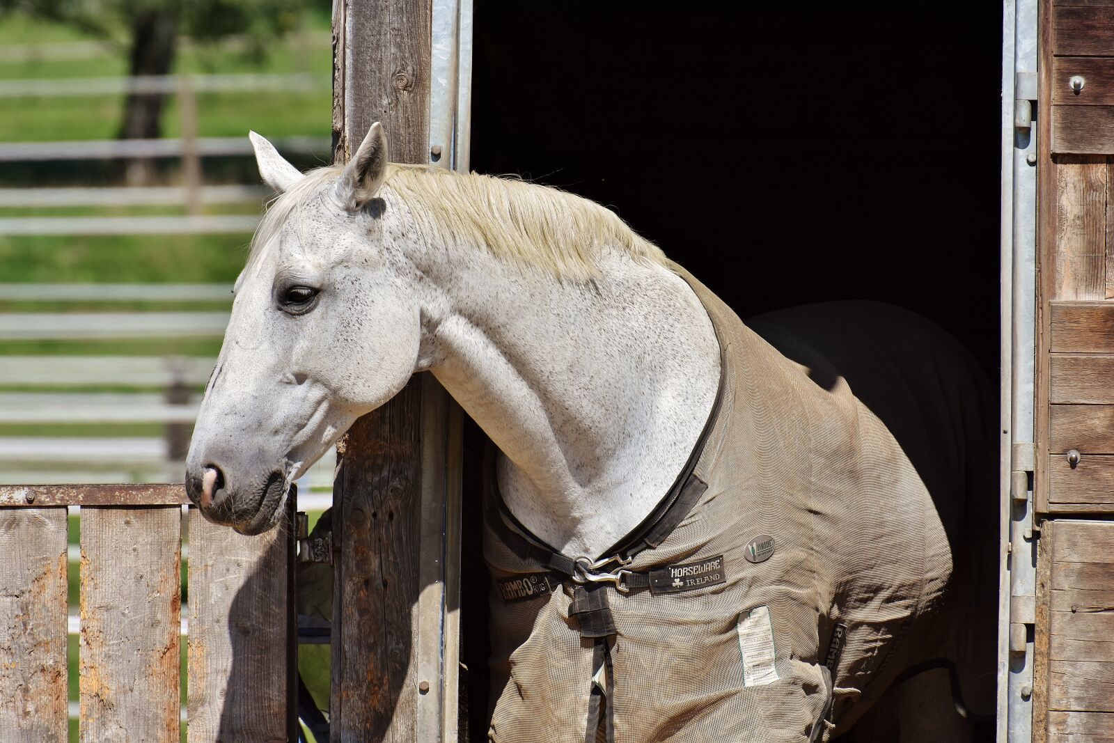 Nikon D7200 sample photo. Horse, mold, stall photography
