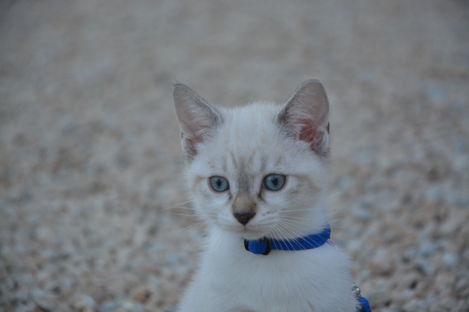 Nikon D5200 sample photo. Head of chatton, eyes photography