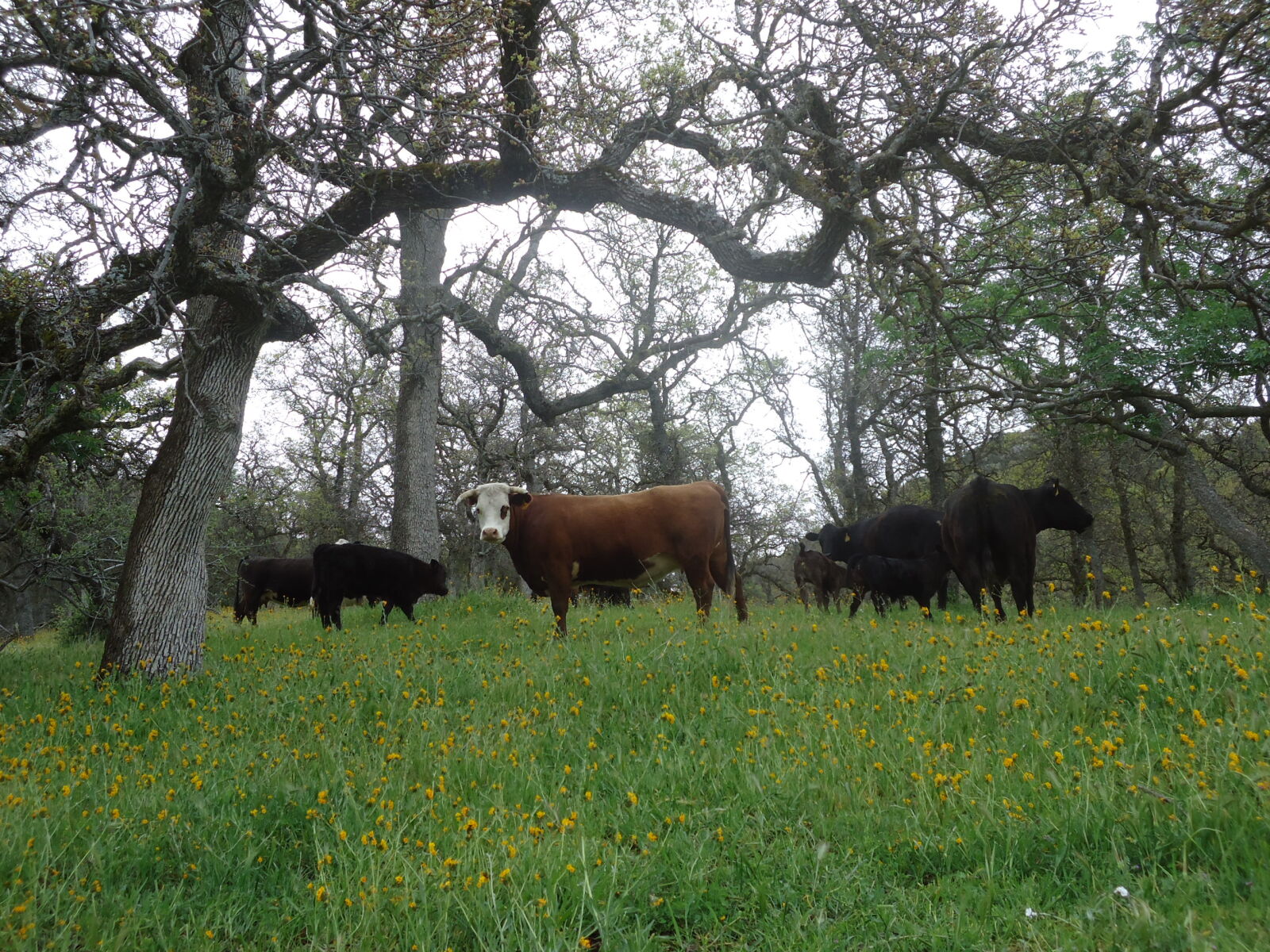 Sony Cyber-shot DSC-W530 sample photo. Beef, california, cattle, ranch photography