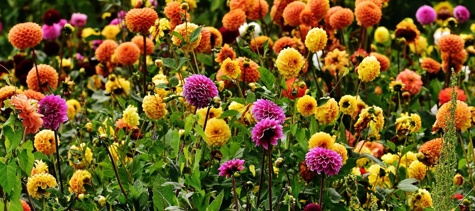 Nikon D7200 sample photo. Dahlia, dahlias, autumn photography