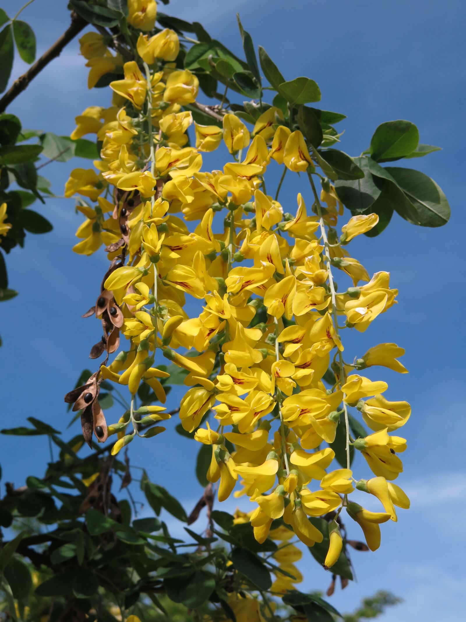 Canon PowerShot G15 sample photo. Ordinary gold rain, laburnum photography
