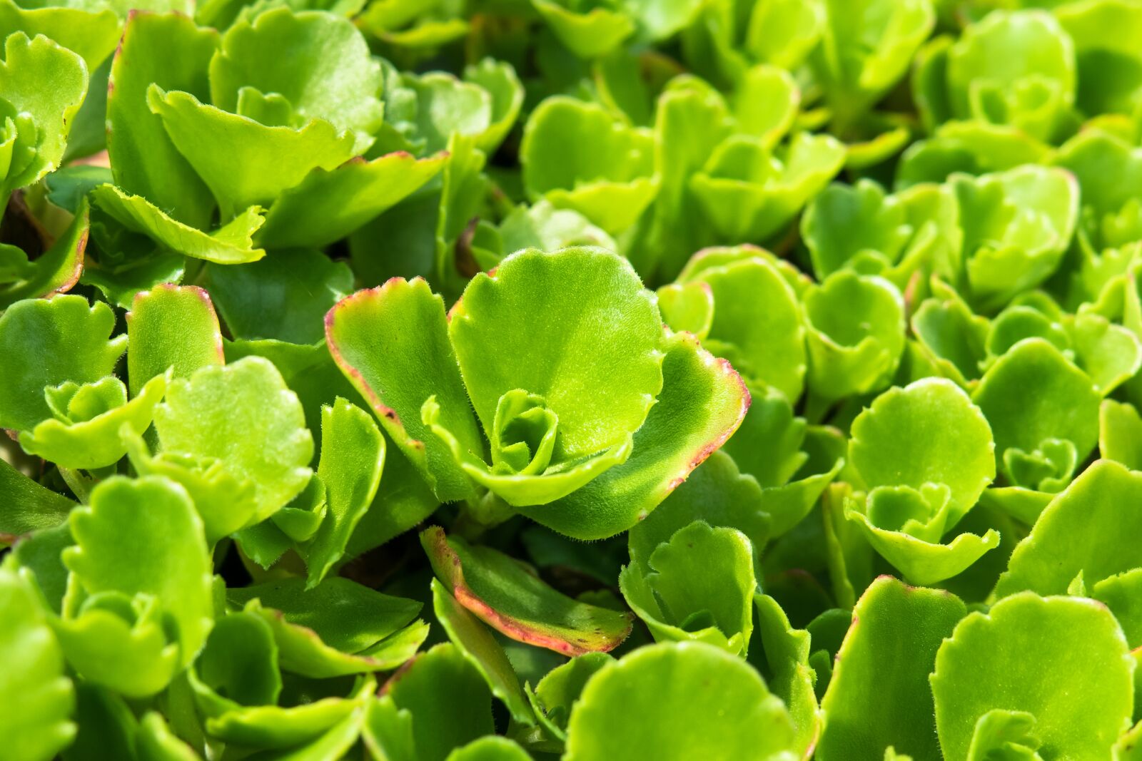 Canon PowerShot G3 X sample photo. Stonecrop, carpet stonecrop, ground photography