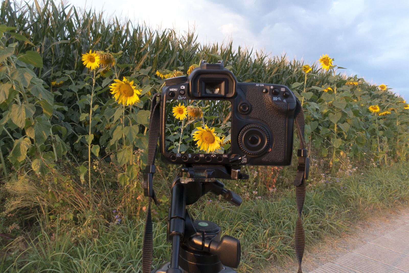 Sony Cyber-shot DSC-RX100 III sample photo. Sunflower, camera, control panel photography