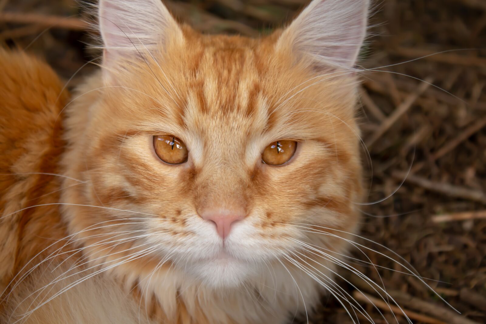 Canon EOS 200D (EOS Rebel SL2 / EOS Kiss X9) sample photo. Cat, red, mackerel photography