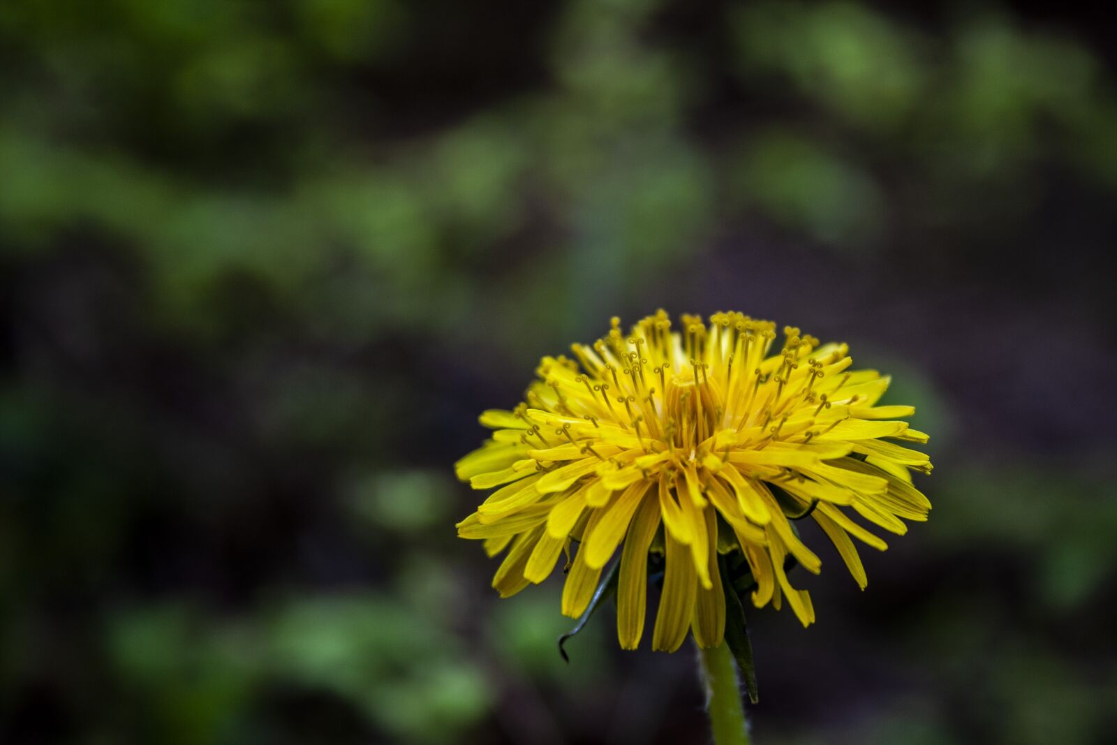 Canon EOS 40D + Canon EF-S 18-55mm F3.5-5.6 II sample photo. Dandelion, nature, flower photography