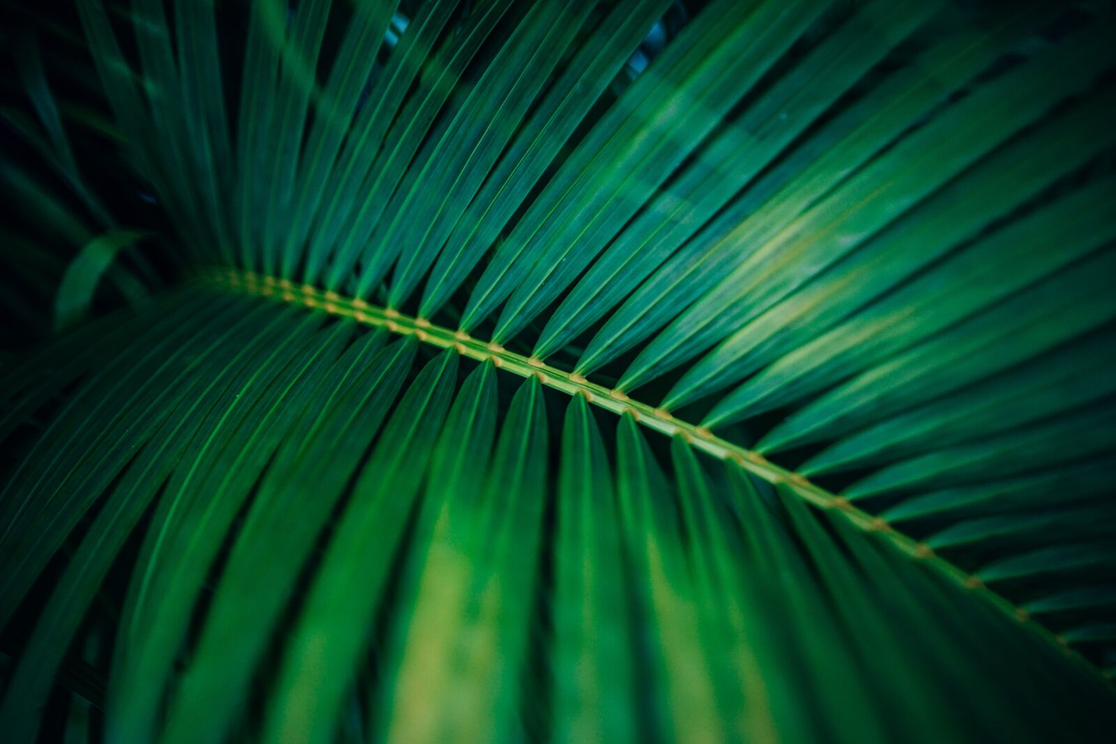 Sony a7 II sample photo. Abstract, background, botanical photography