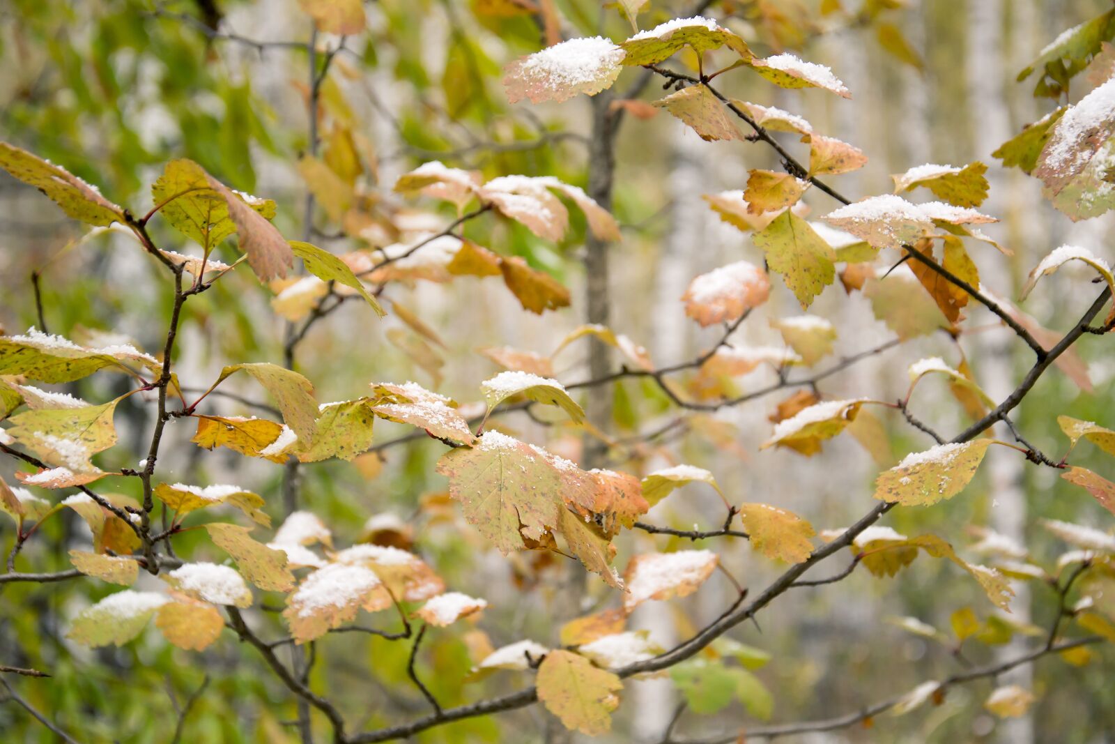Nikon D3100 sample photo. Autumn, trees, forest photography