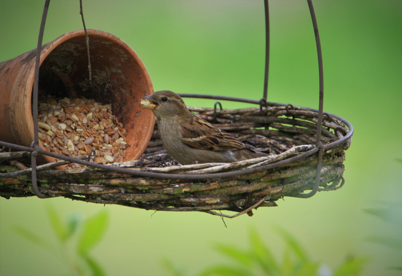 Tamron SP 150-600mm F5-6.3 Di VC USD sample photo. Sparrow, bird, songbird photography