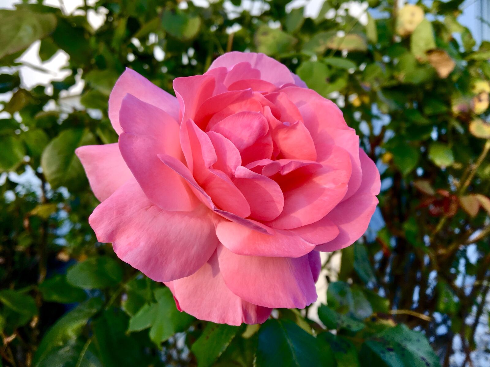 Apple iPhone 6s sample photo. Rose, garden, pink photography