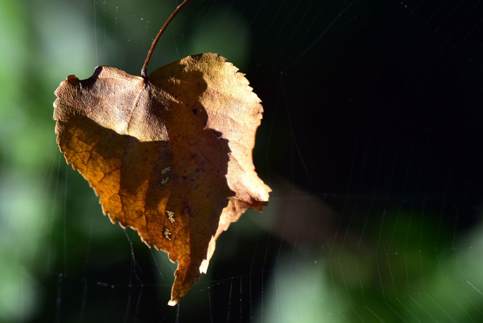 Nikon D750 sample photo. Leaf, autumn, leaves photography