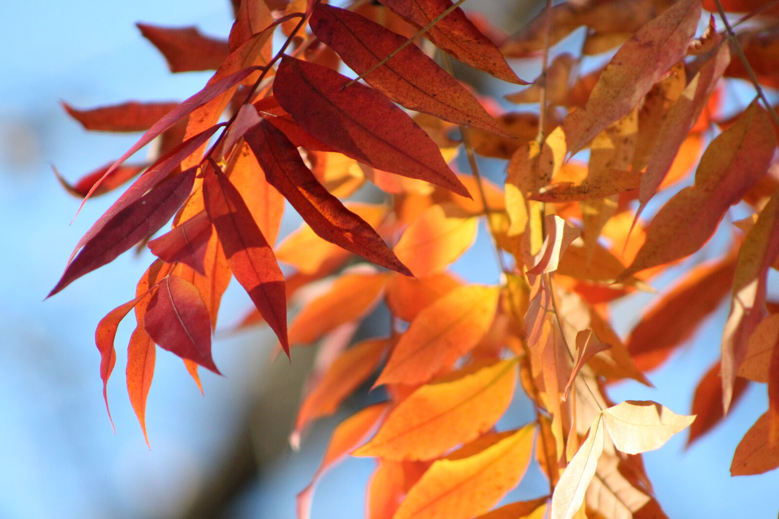 Canon EF 75-300mm f/4-5.6 sample photo