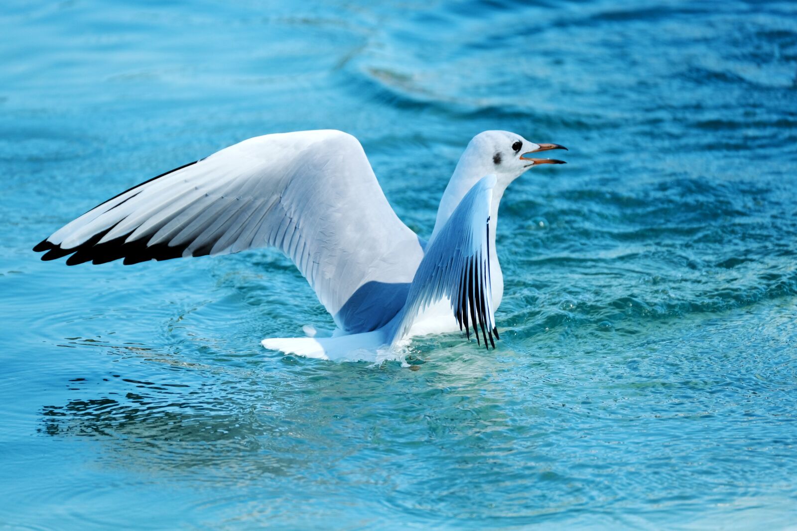 Fujifilm X-T3 sample photo. Seagull, animal, bird photography