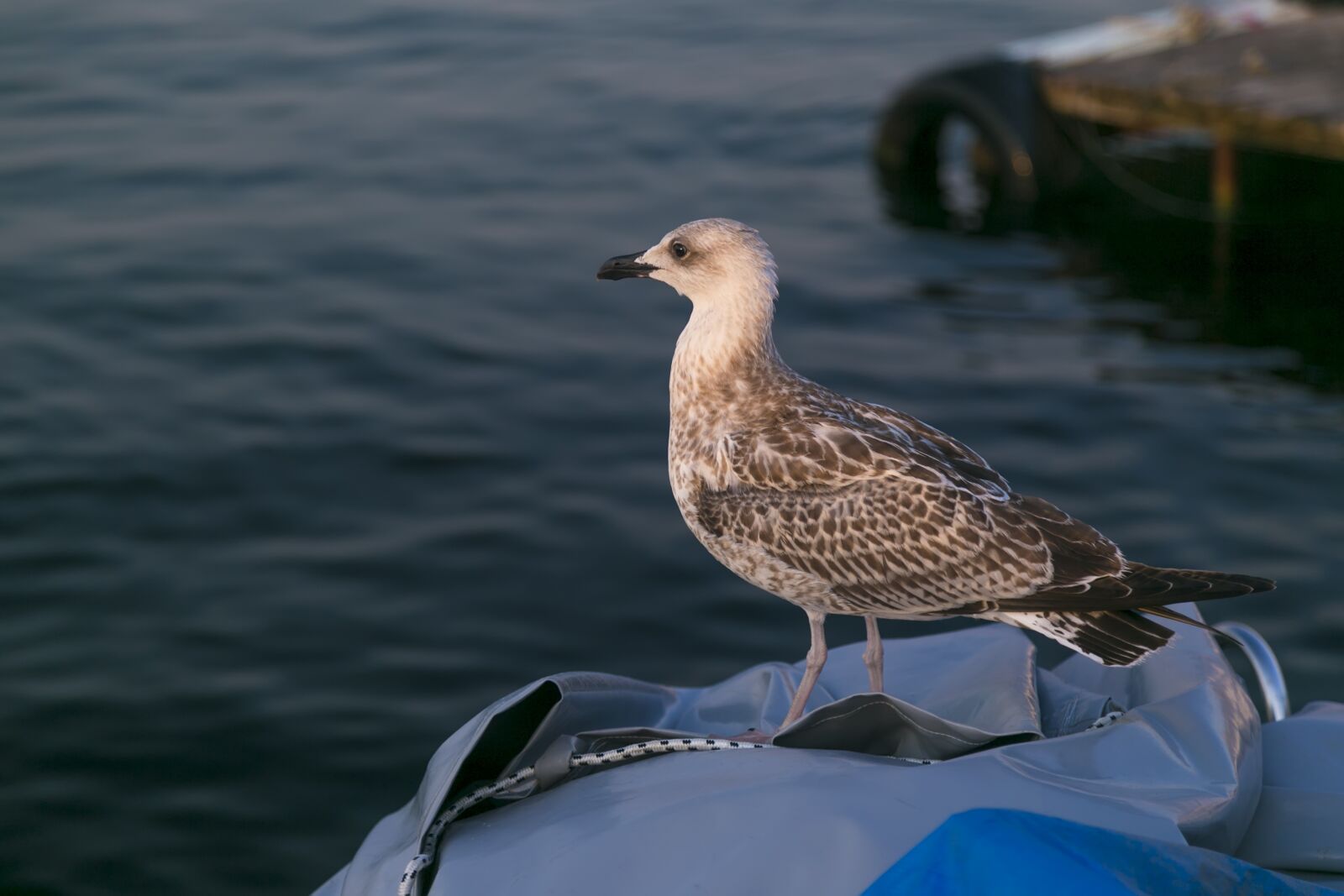 Canon EOS 6D + Canon EF 24-105mm F4L IS USM sample photo. Bird, seagull, animal photography