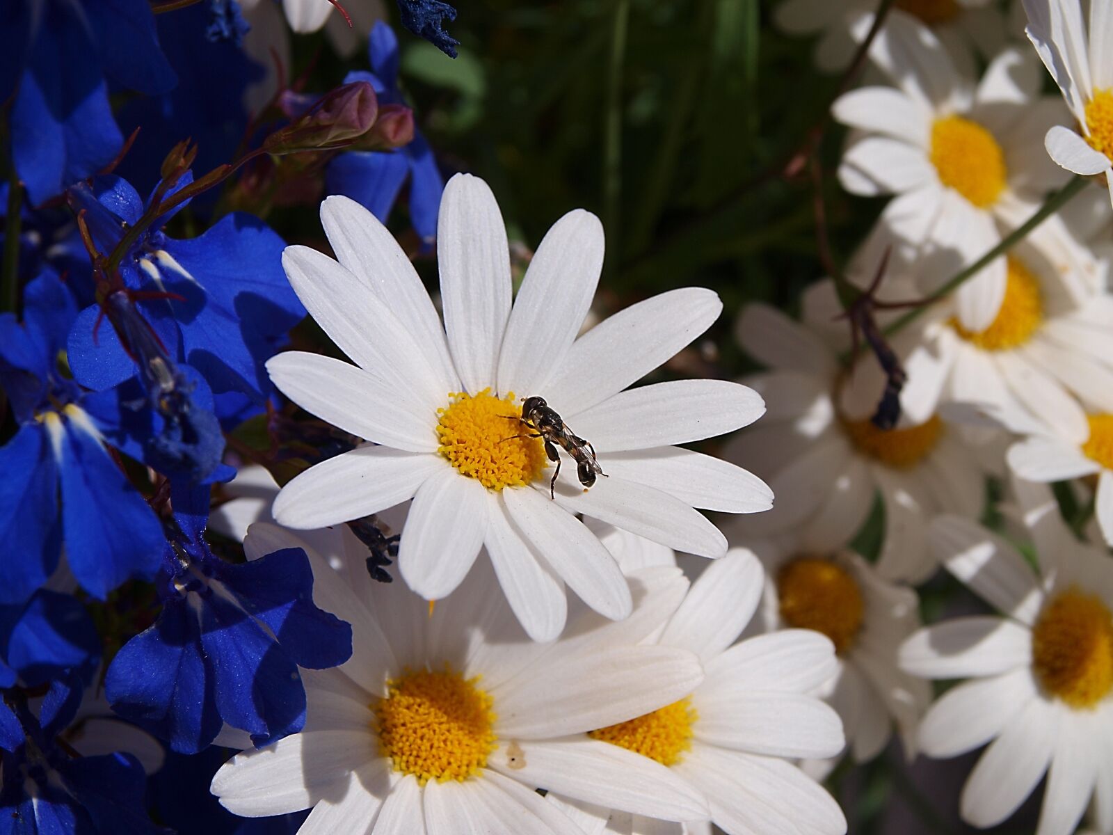 Olympus E-420 (EVOLT E-420) sample photo. Flower, nature, ant margareta photography