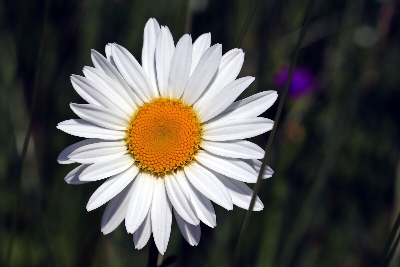 Canon EF 50mm F1.8 STM sample photo. Daisy, white, clean photography