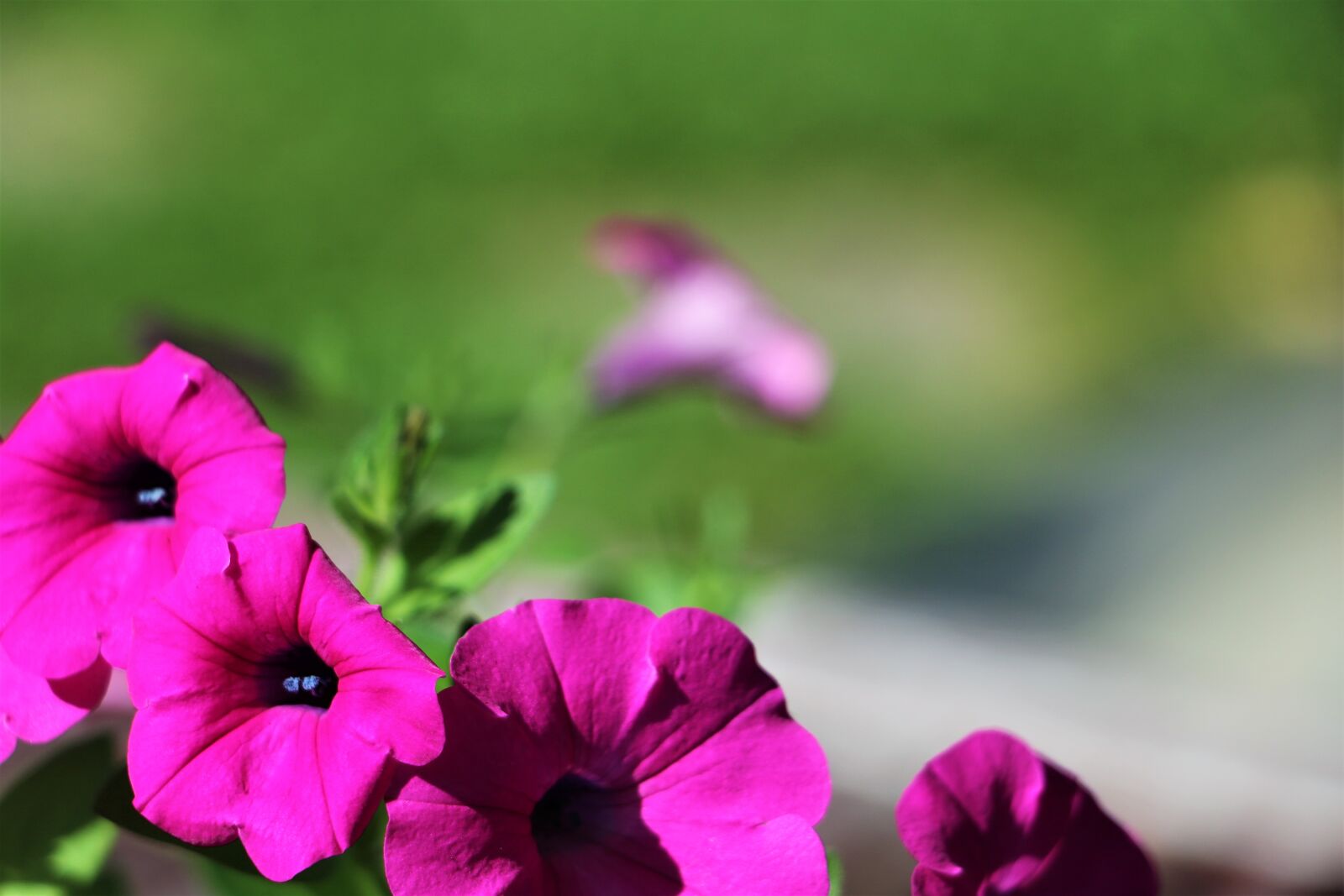 Canon EOS 760D (EOS Rebel T6s / EOS 8000D) sample photo. Spring, flowers, garden photography