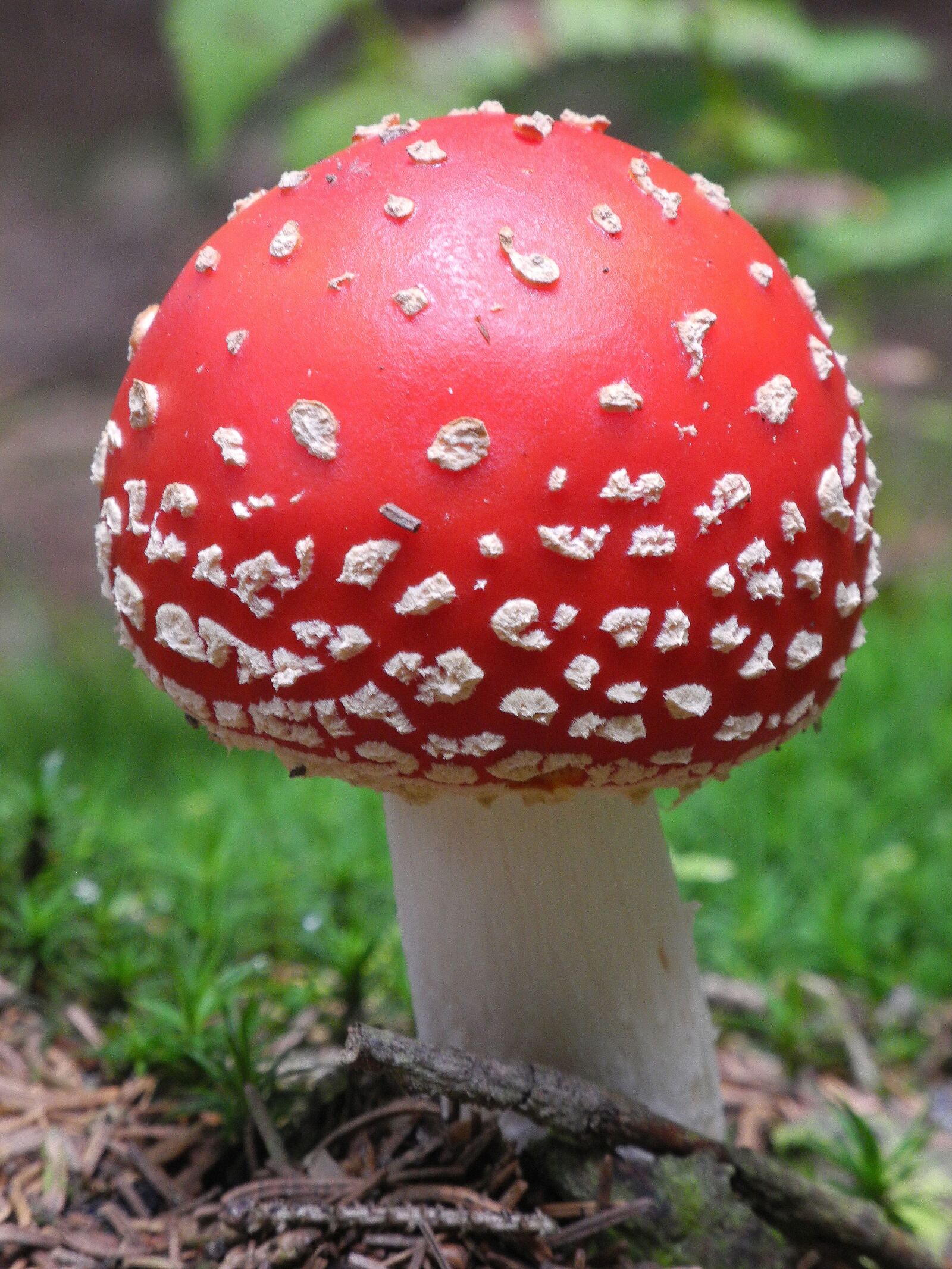 Nikon Coolpix P7000 sample photo. Fly agaric, mushroom, red photography