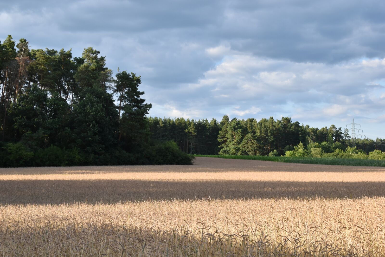 Nikon D5500 sample photo. Landscape, meadow, nature photography