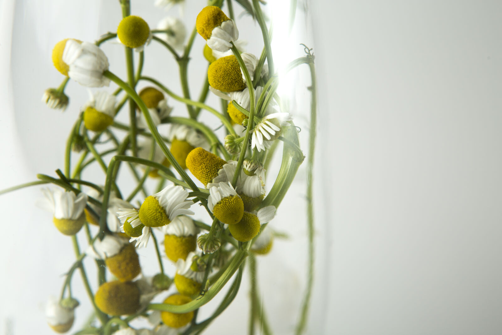 Canon EF 24-70mm F2.8L USM sample photo. Flowers, glass, white photography
