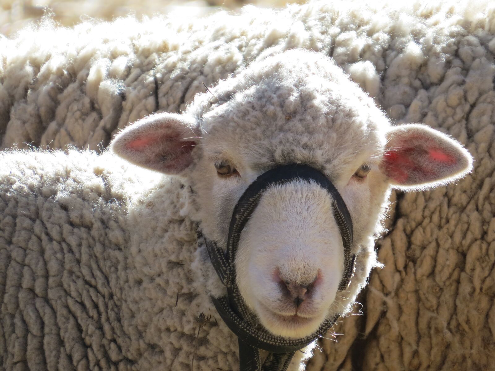 Canon PowerShot SX50 HS sample photo. Sheep, peru, plateau photography