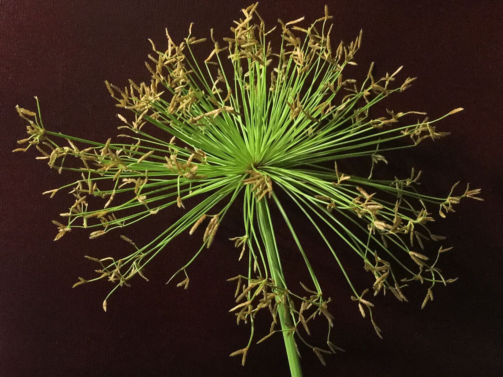 iPhone 6s Plus back camera 4.15mm f/2.2 sample photo. Plant, papyrus, plant green photography