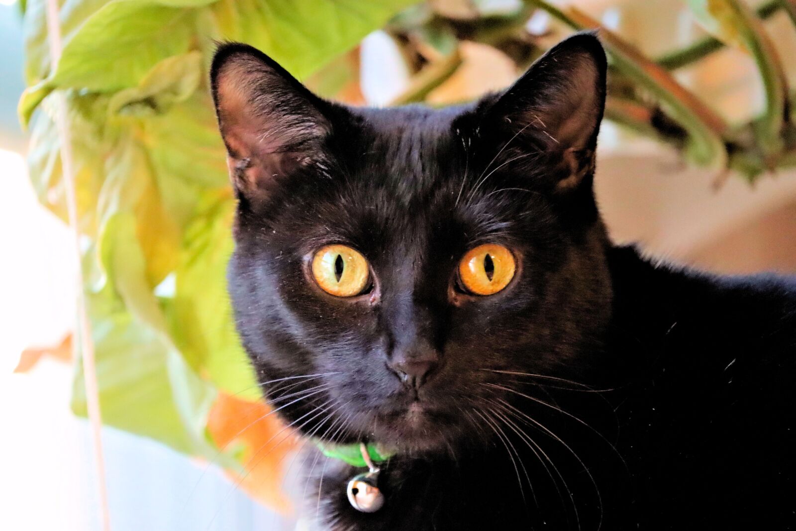 Canon EOS 90D sample photo. Cat, black cat, eyes photography