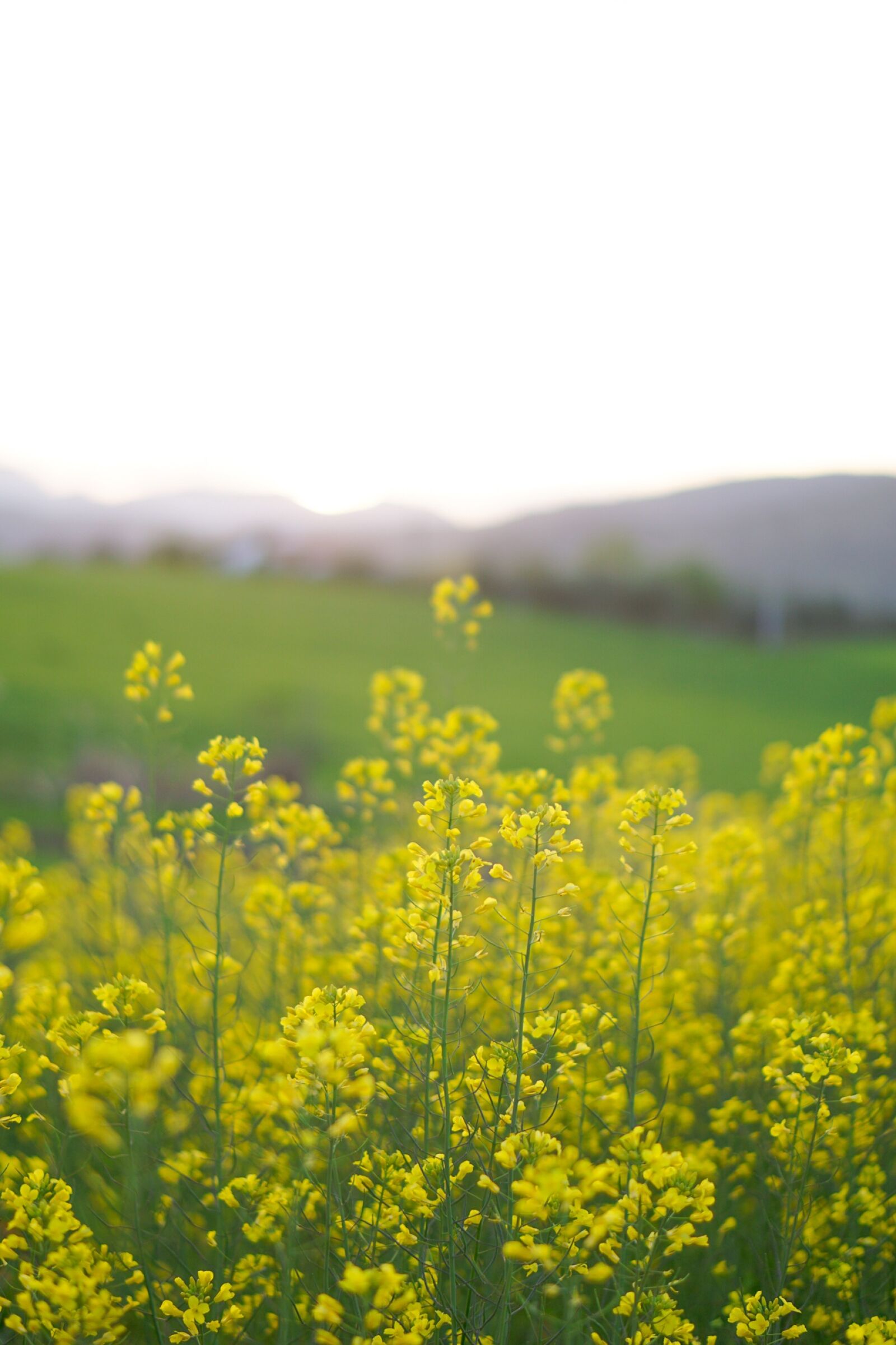 E 50mm F1.8 OSS sample photo. Spring, flowers, spain photography
