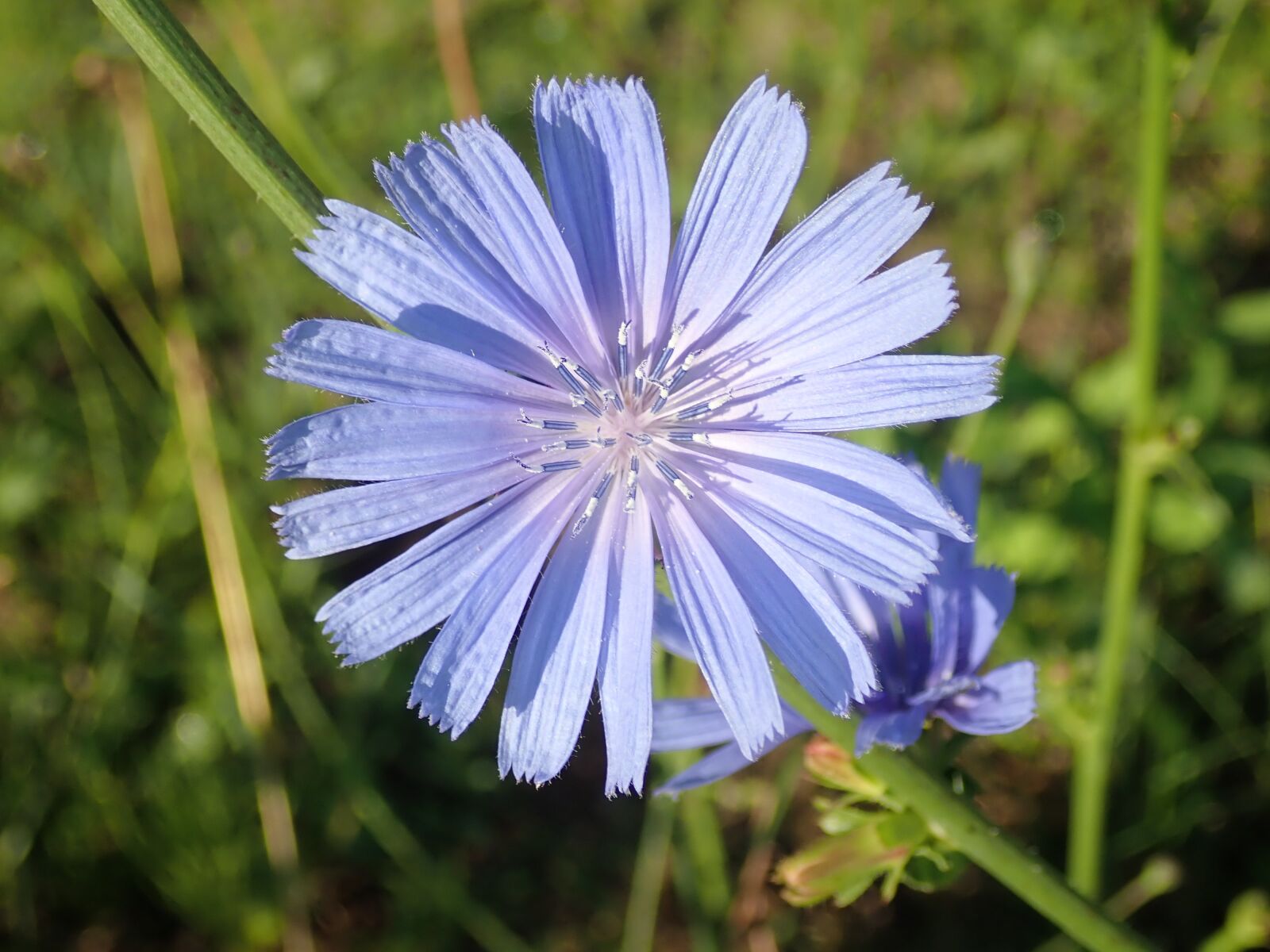Olympus TG-5 sample photo. Flowers, garden, nature photography