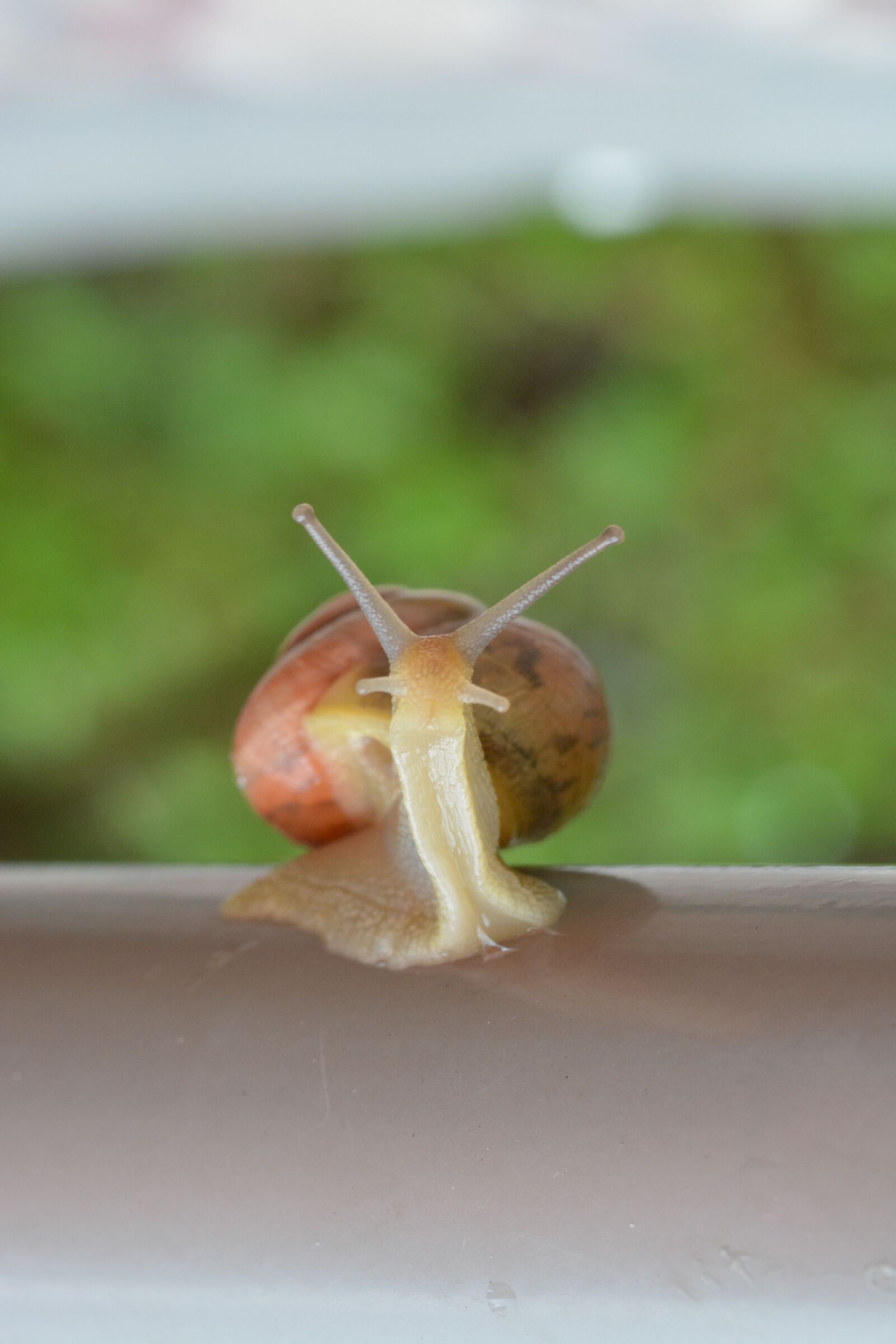 Nikon D5200 sample photo. Nature, leaf, food photography