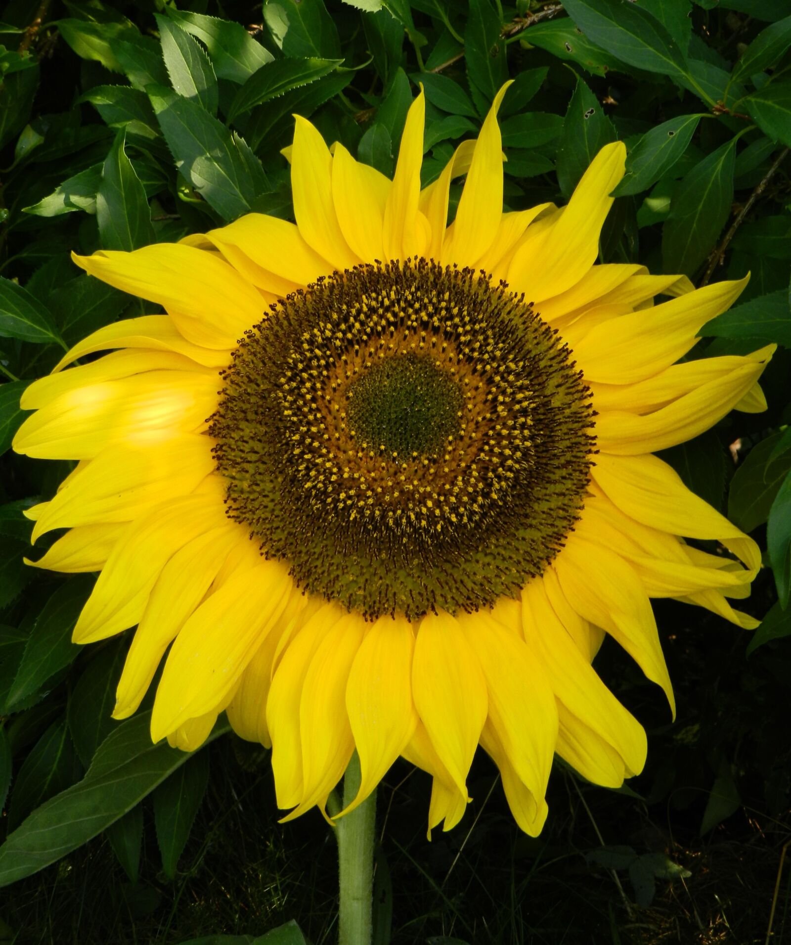 Nikon Coolpix P500 sample photo. Sunflower, sun, garden photography