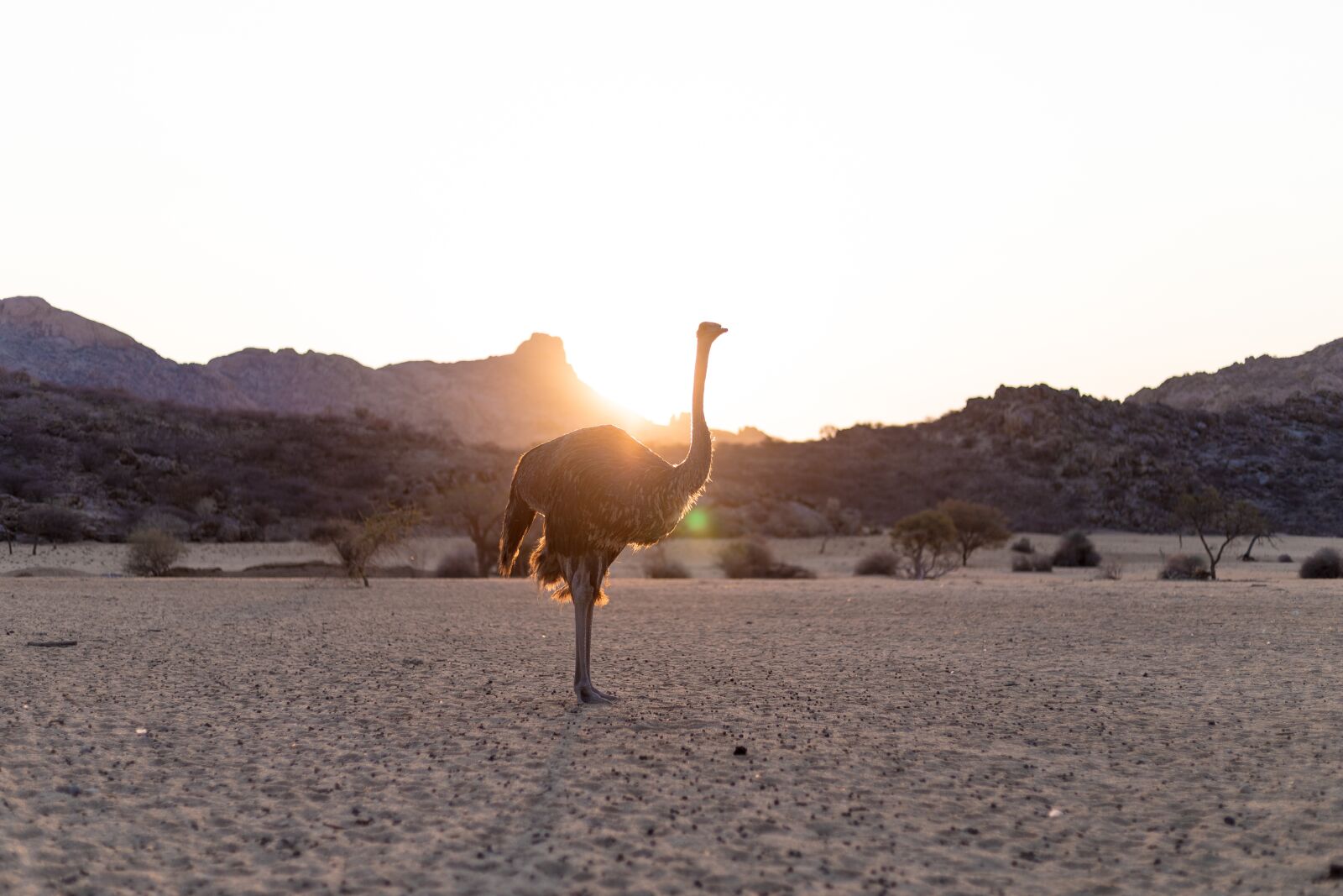 Canon EF 50mm F1.8 STM sample photo. Strauss, bird bouquet, sunset photography