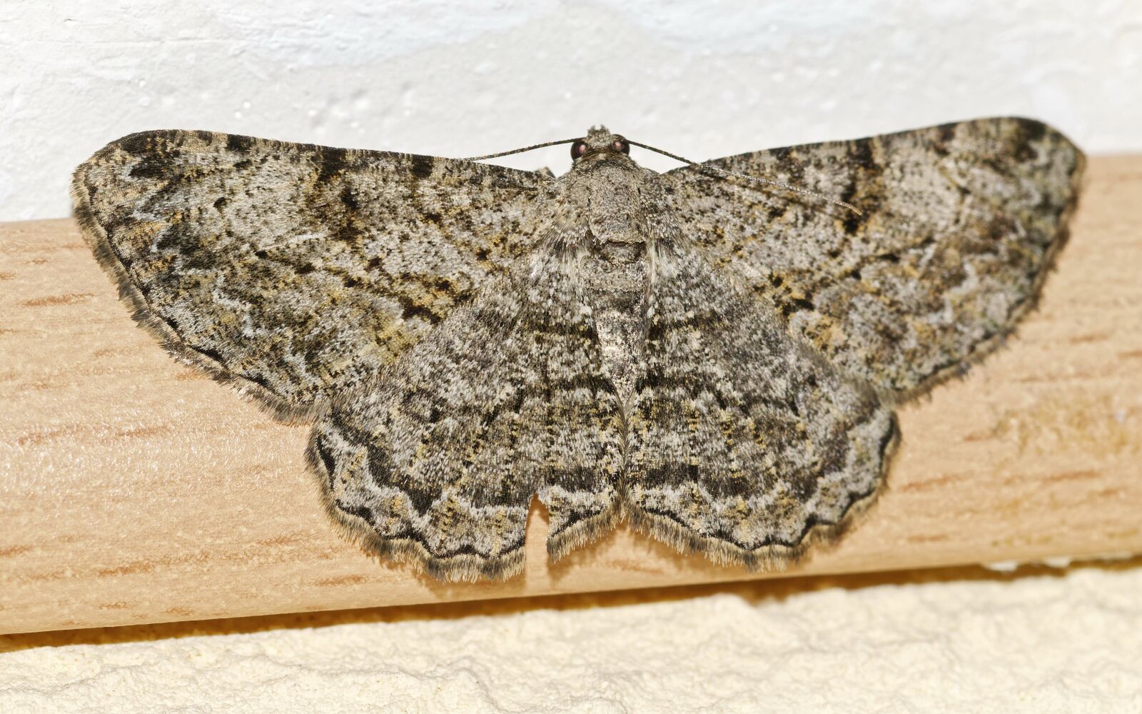 Nikon D5300 sample photo. Butterfly, wings, placed photography