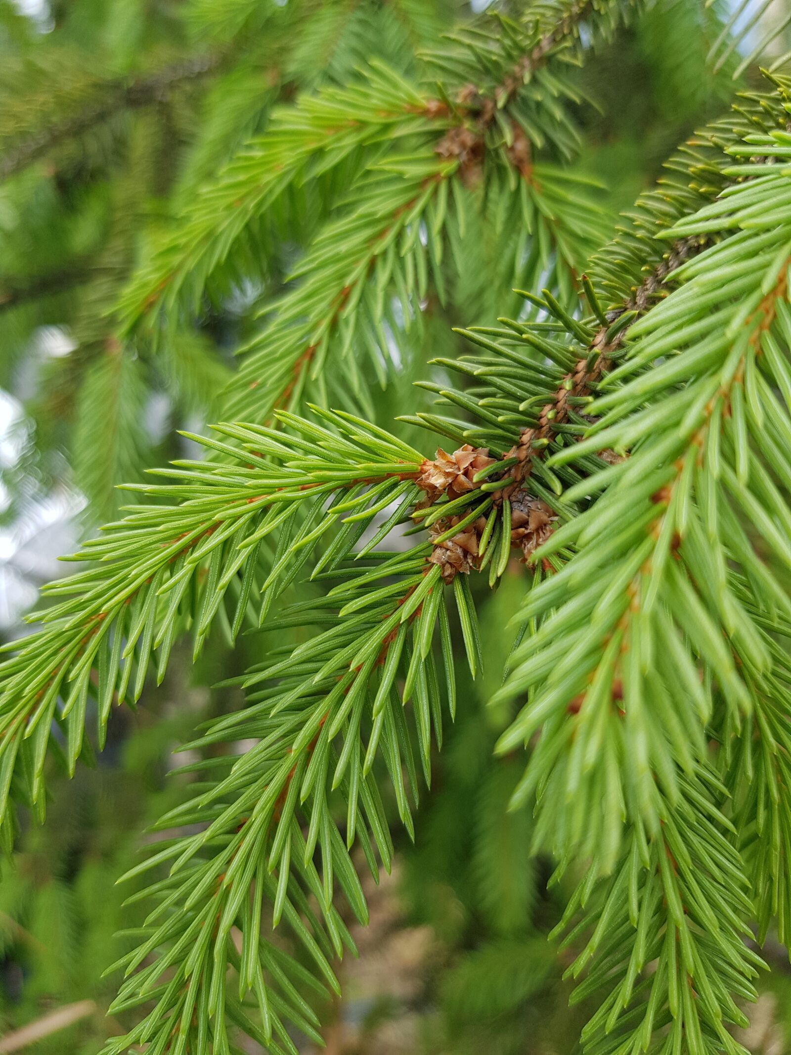 Samsung Galaxy S8 sample photo. Spruce, christmas tree, branch photography