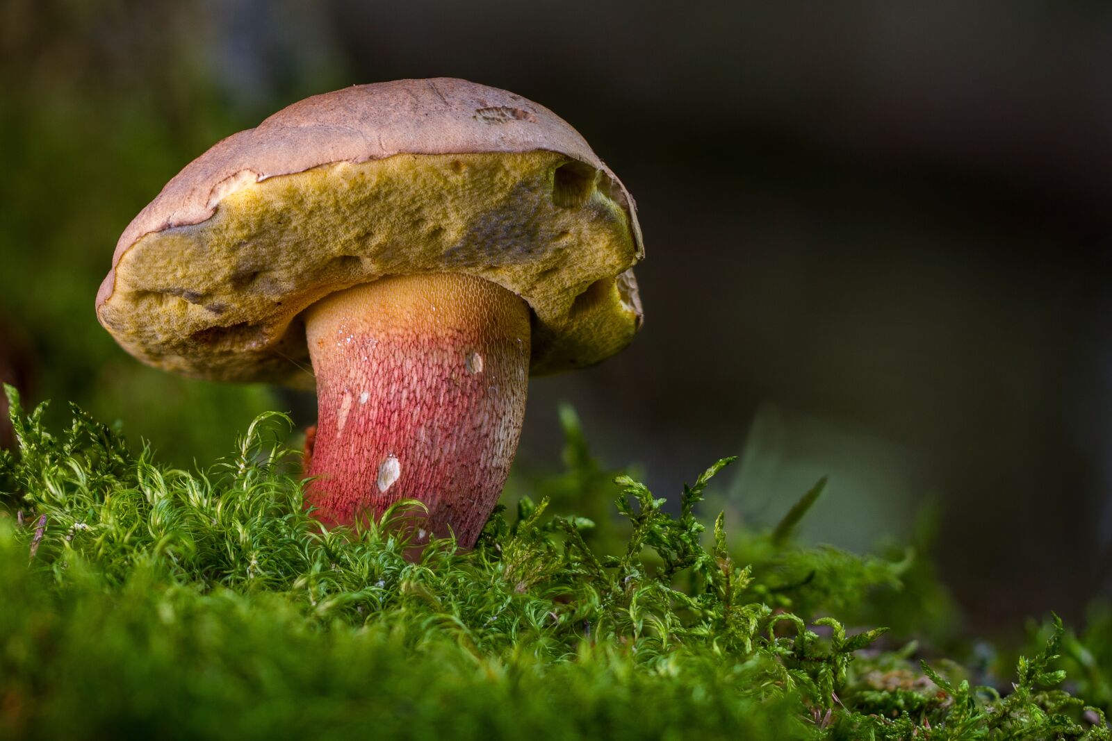 Canon EOS 7D sample photo. Beautiful foot boletus, mushroom photography