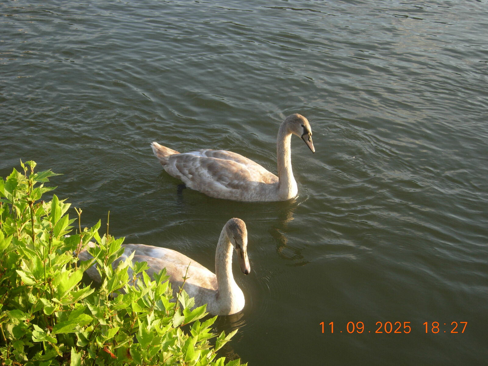 Nikon COOLPIX P4 sample photo