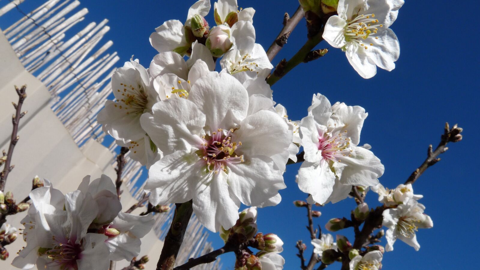 Panasonic Lumix DMC-FZ28 sample photo. Flowers, spring, almond photography