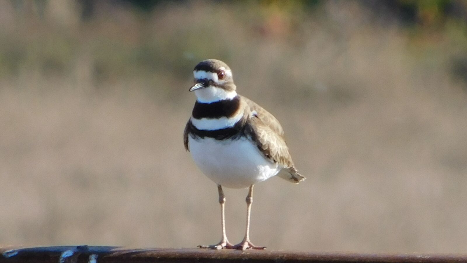 Nikon Coolpix L840 sample photo. Bird, snowy plover, shorebird photography