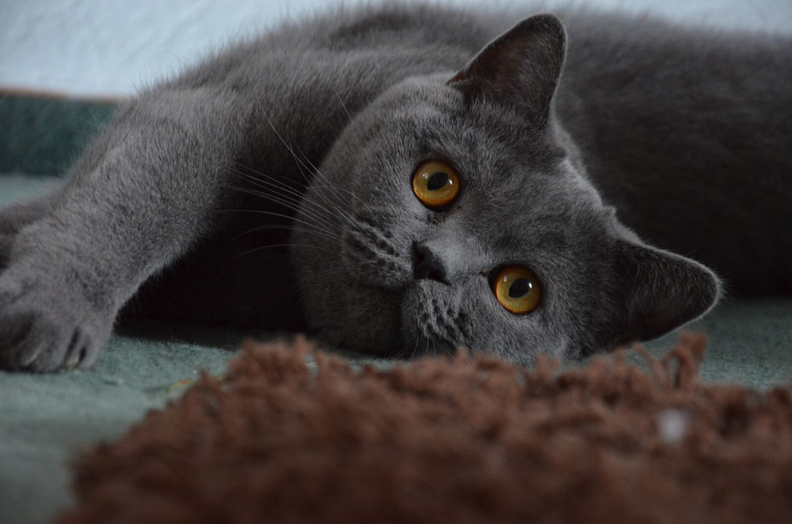 Nikon D5100 sample photo. British shorthair, cat, grey photography