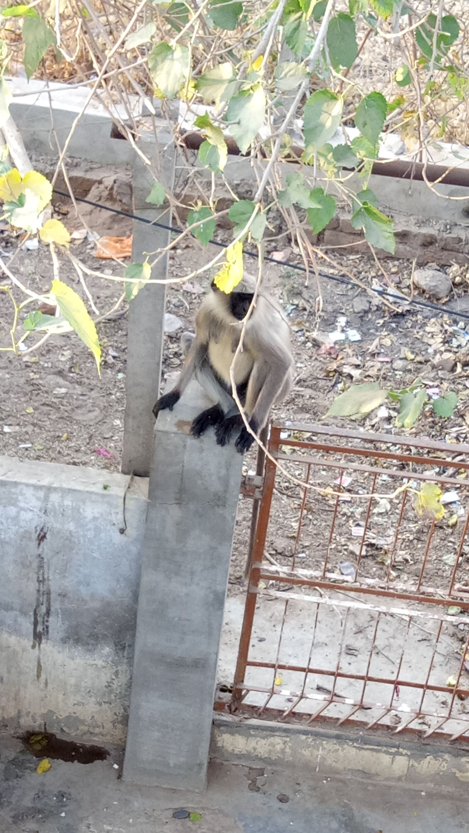 OPPO A1601 sample photo. Animal, monkey, sitting photography