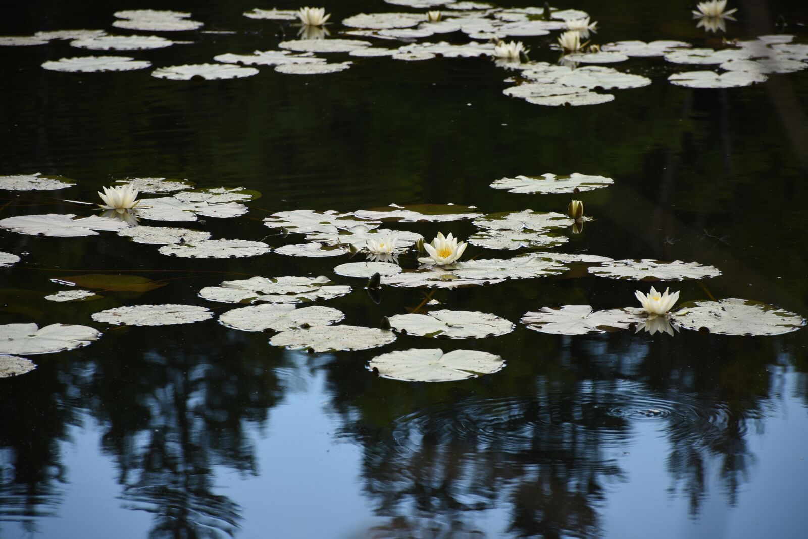 Nikon D7200 sample photo. Water lilies, mirroring, contrasts photography