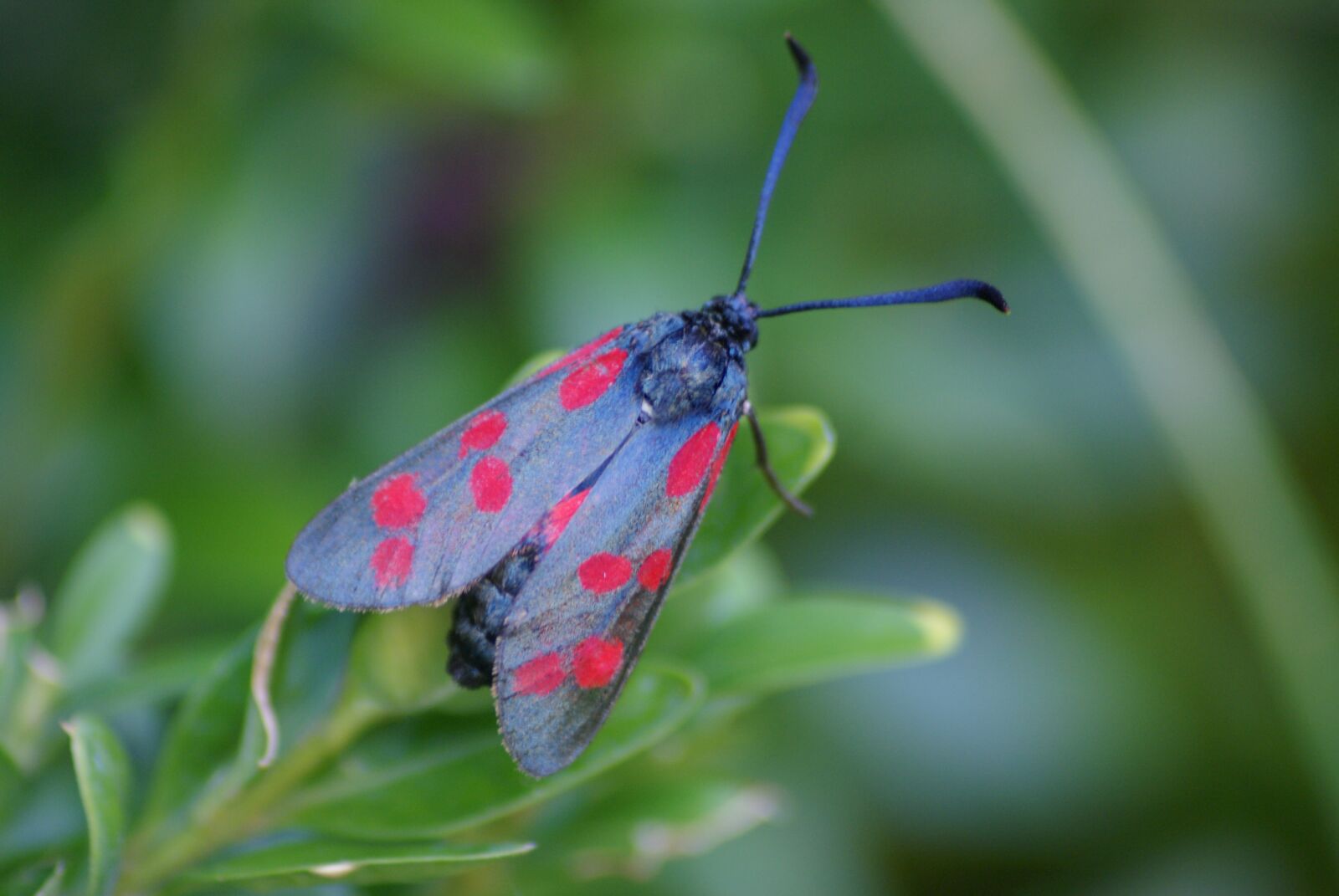 Sony Alpha DSLR-A300 sample photo. Beetle, nature, close up photography